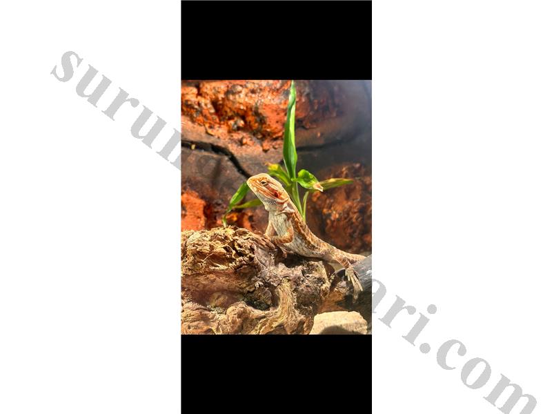 çok uyguna dişi sakallı ejder (akvaryumu ile beraber)